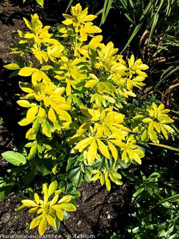 Mexican mock orange