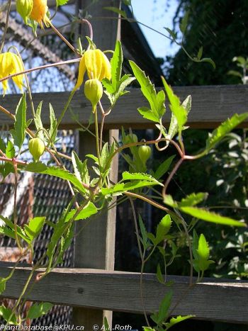 clematis