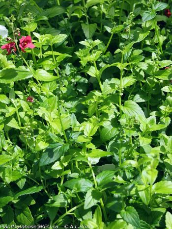 diascia, twinspur