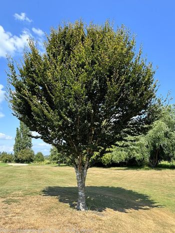 round leaf beech